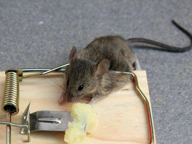 白云鼠类控制站饭店厨房预防老鼠的方法