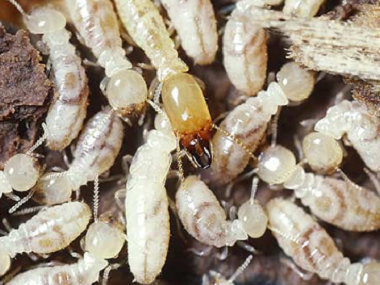 天河白蚁备案中心做些什么措施可以预防白蚁