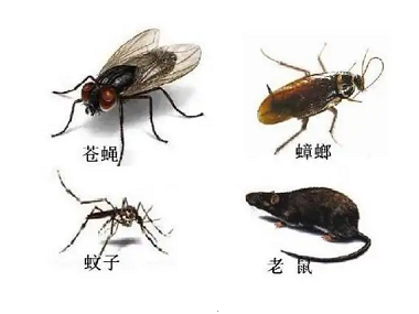 番禺杀虫灭鼠机构“四害”孳生、栖息的主要场所